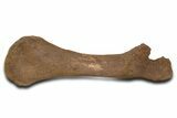 Dinosaur (Triceratops) Pelvic Bone w/ Metal Stand - Montana #339336-5